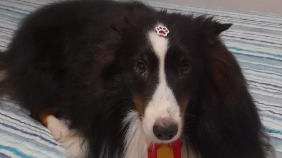 Cachorro some em resort em Atibaia