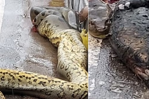 Imagens fortes mostram como ficou cobra anaconda grande encontrada de barriga cheia