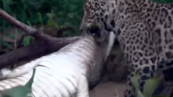 vídeo onça pintada