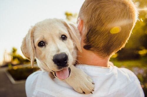 Milhares de pessoas já clonaram seus animais de estimação falecidos: conheça como funciona o processo