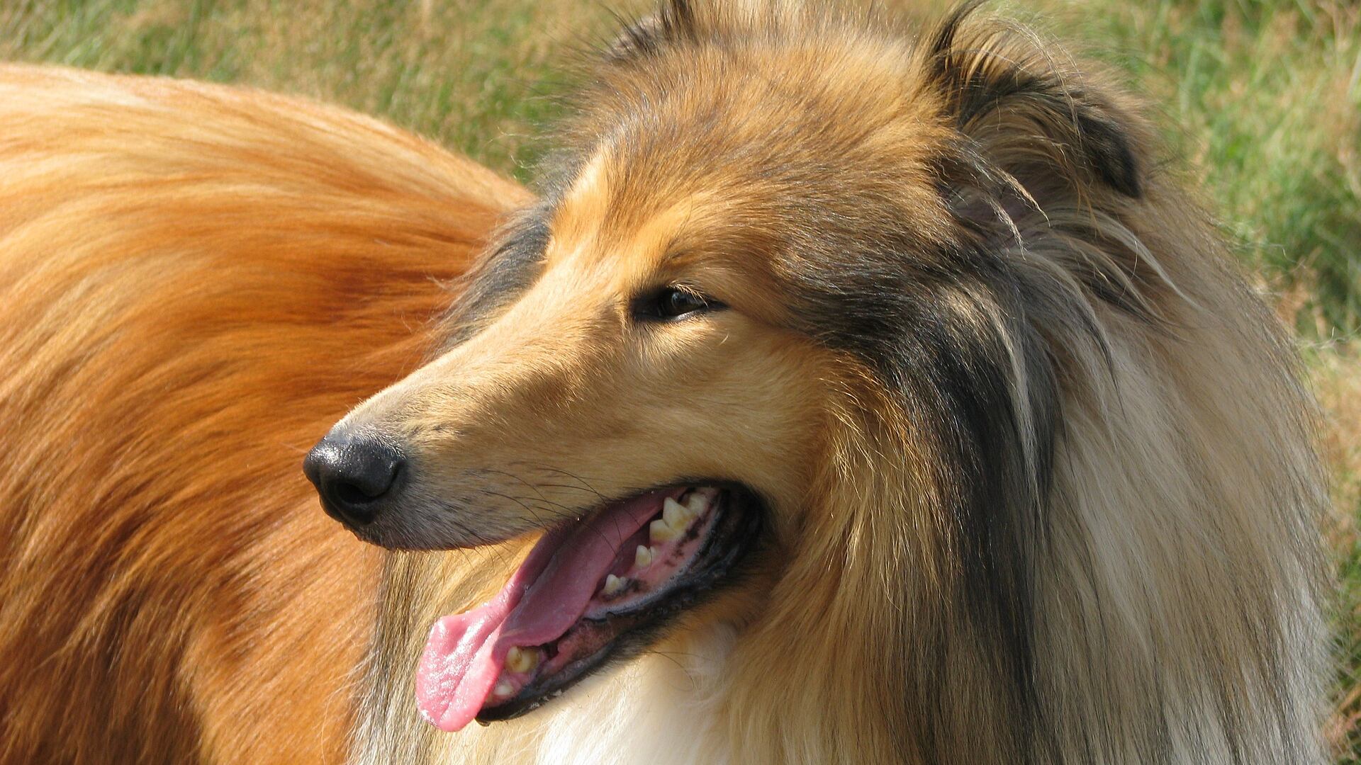 Lassie é da raça Rough Collie.