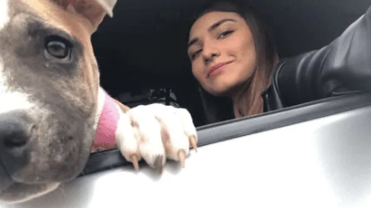 cachorro e dona falecida