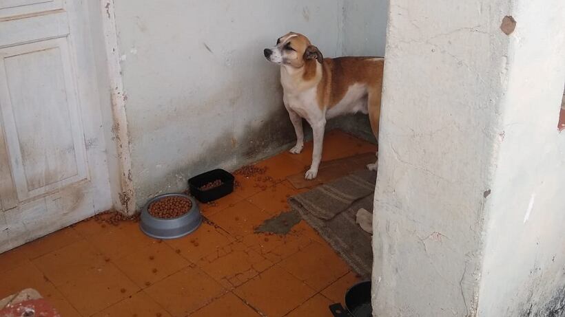 Cão estava sozinha em imóvel em Avaré