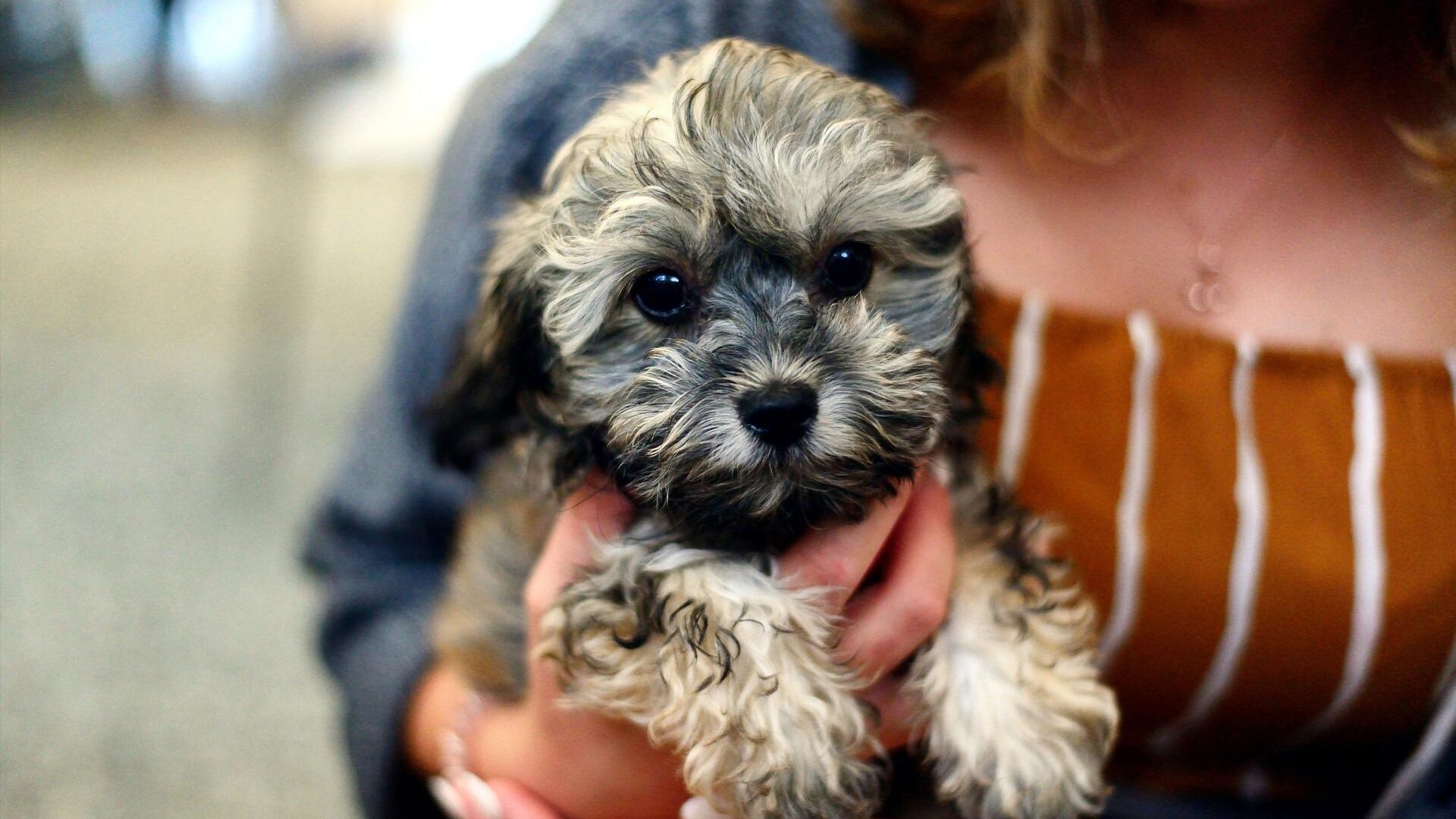 Mulher segurando um filhote de cachorro