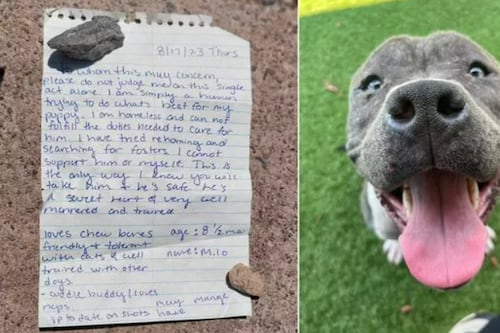 Cachorrinho é abandonado na rua e abrigo que o encontra tem surpresa: ‘história comovente’