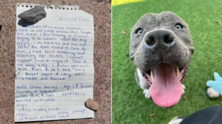 Milo, de 8 meses, foi abandonado por seu antigo dono que não tinha onde morar, mas o deixou em segurança