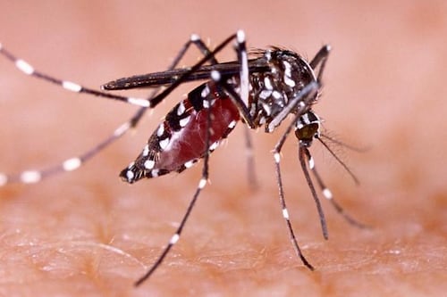 Capital paulista registra 39 mortes por dengue de janeiro a abril