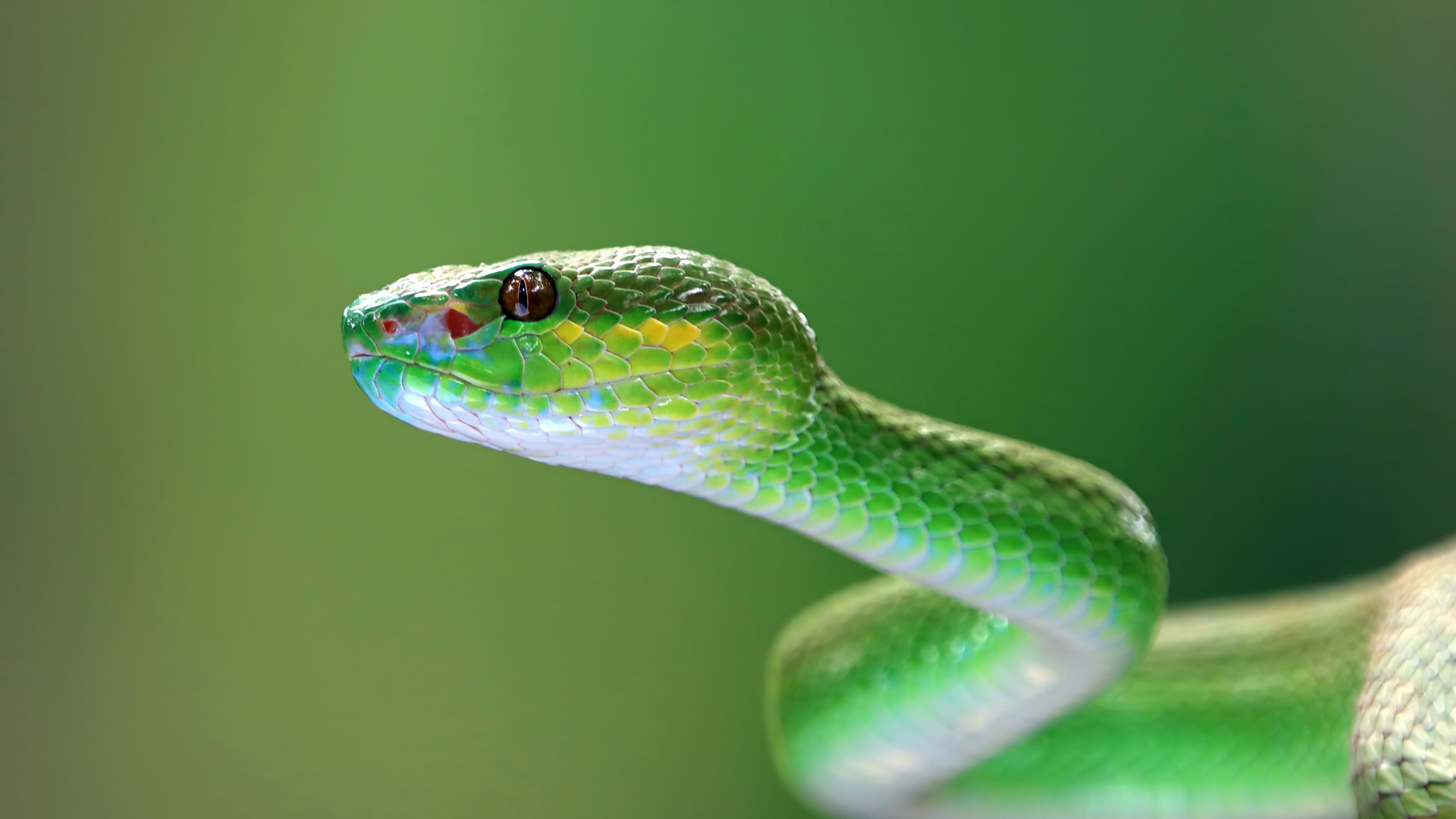 Representação - Cobra-verde