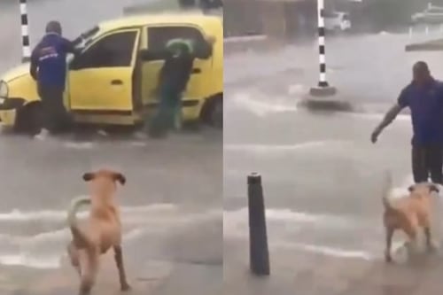 O cachorrinho ficou preocupado porque o motorista e os passageiros seriam arrastados por um riacho