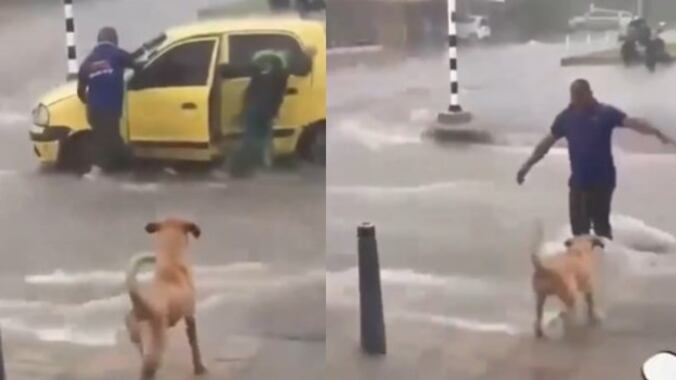 Perrito se preocupó porque conductor y pasajeros iban a ser arrastrados por un arroyo.