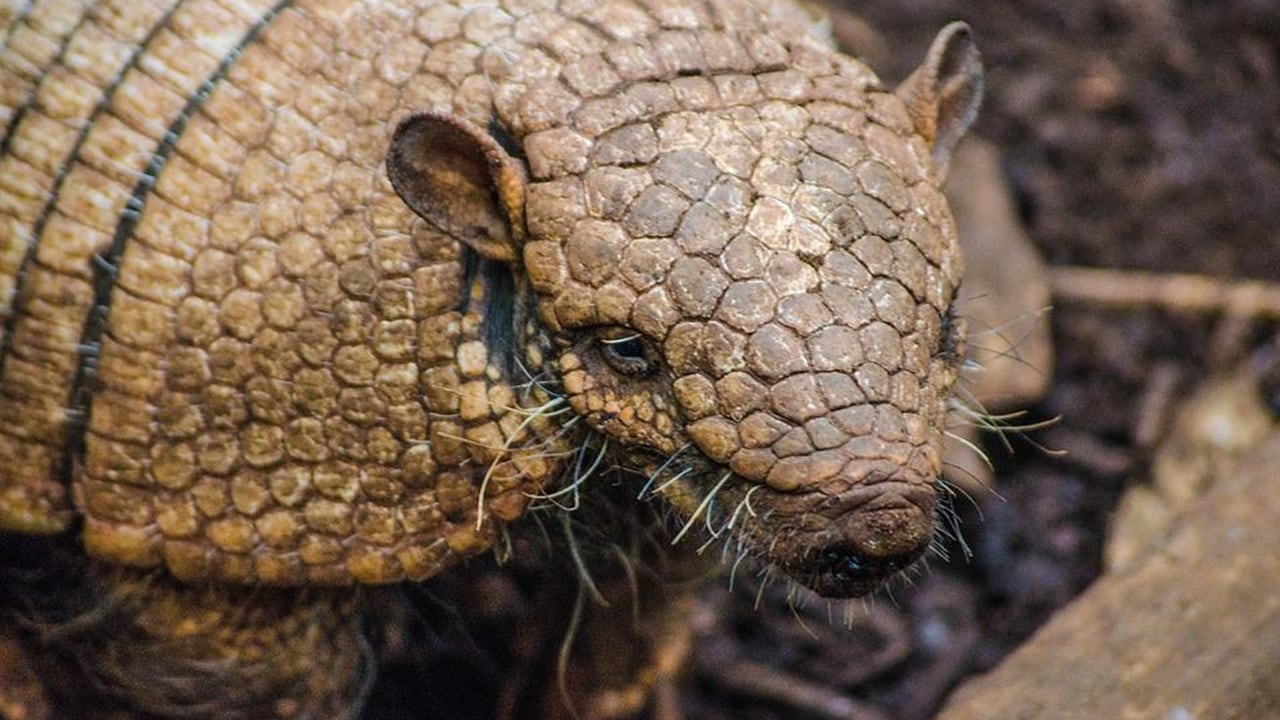 Adolescente de 16 anos morreu da doença no Piauí