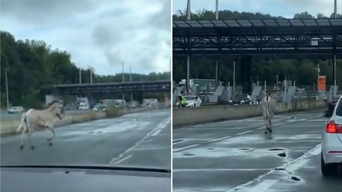 Zebra passeia por rodovia que liga Espanha e França