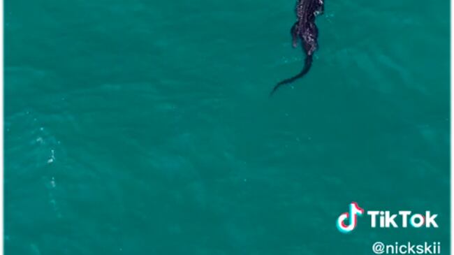 Jacaré de água salgada