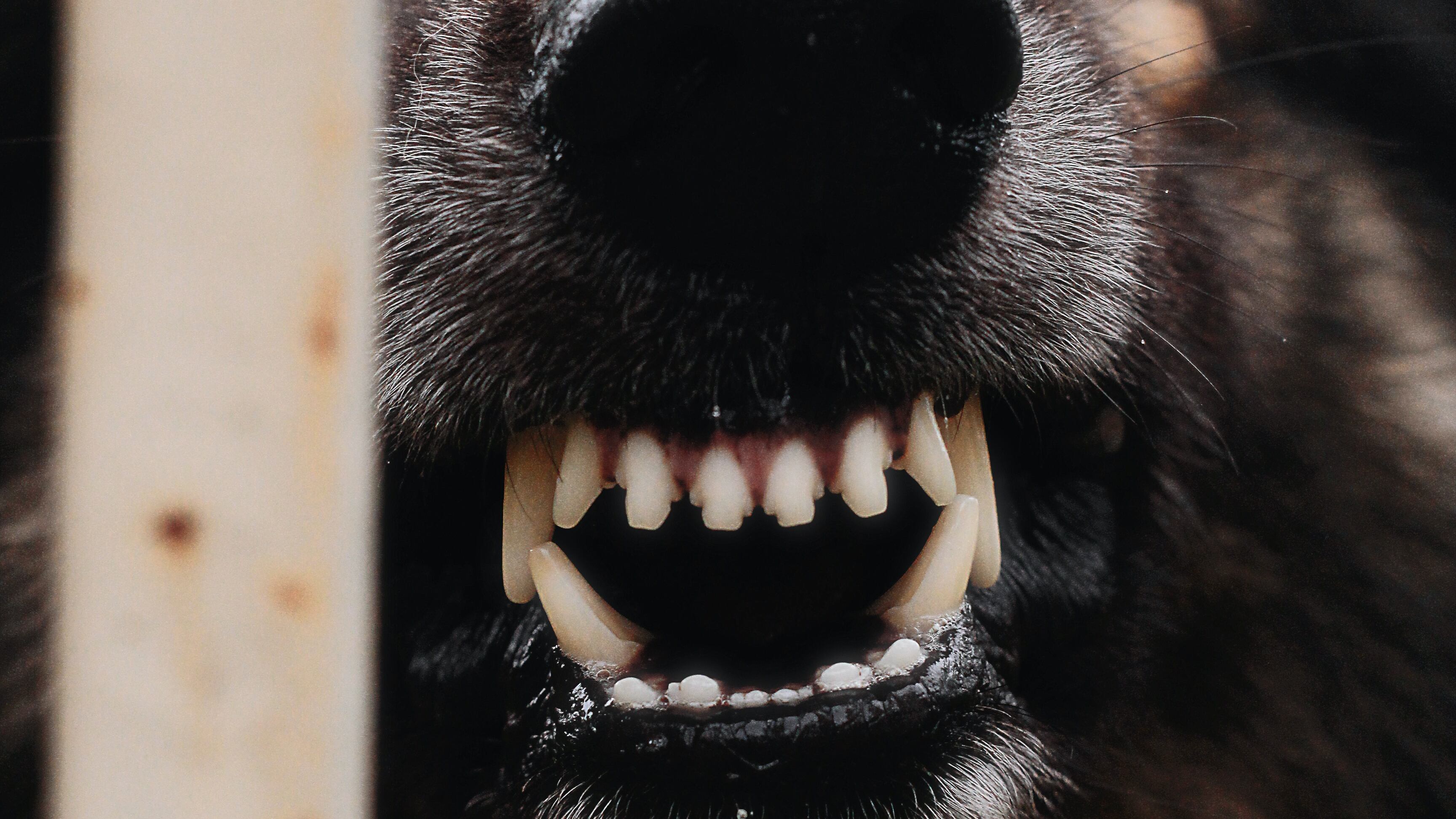 Cão mostrando os dentes