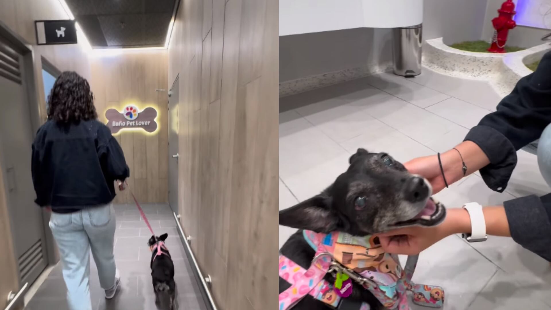 “Baño pet lover”: centro comercial en Medellín estrenó sanitarios para perritos; tiene hasta lavamanos