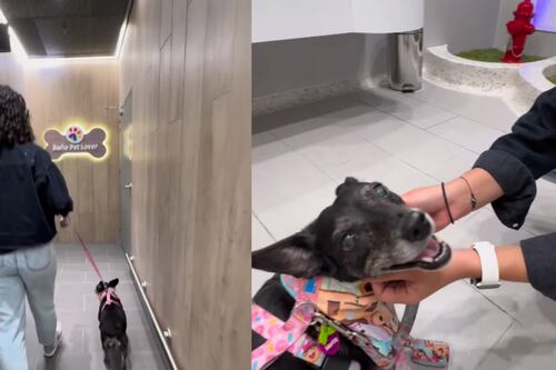 Centro comercial em Medellín estreou banheiros para cachorros; possui até pia