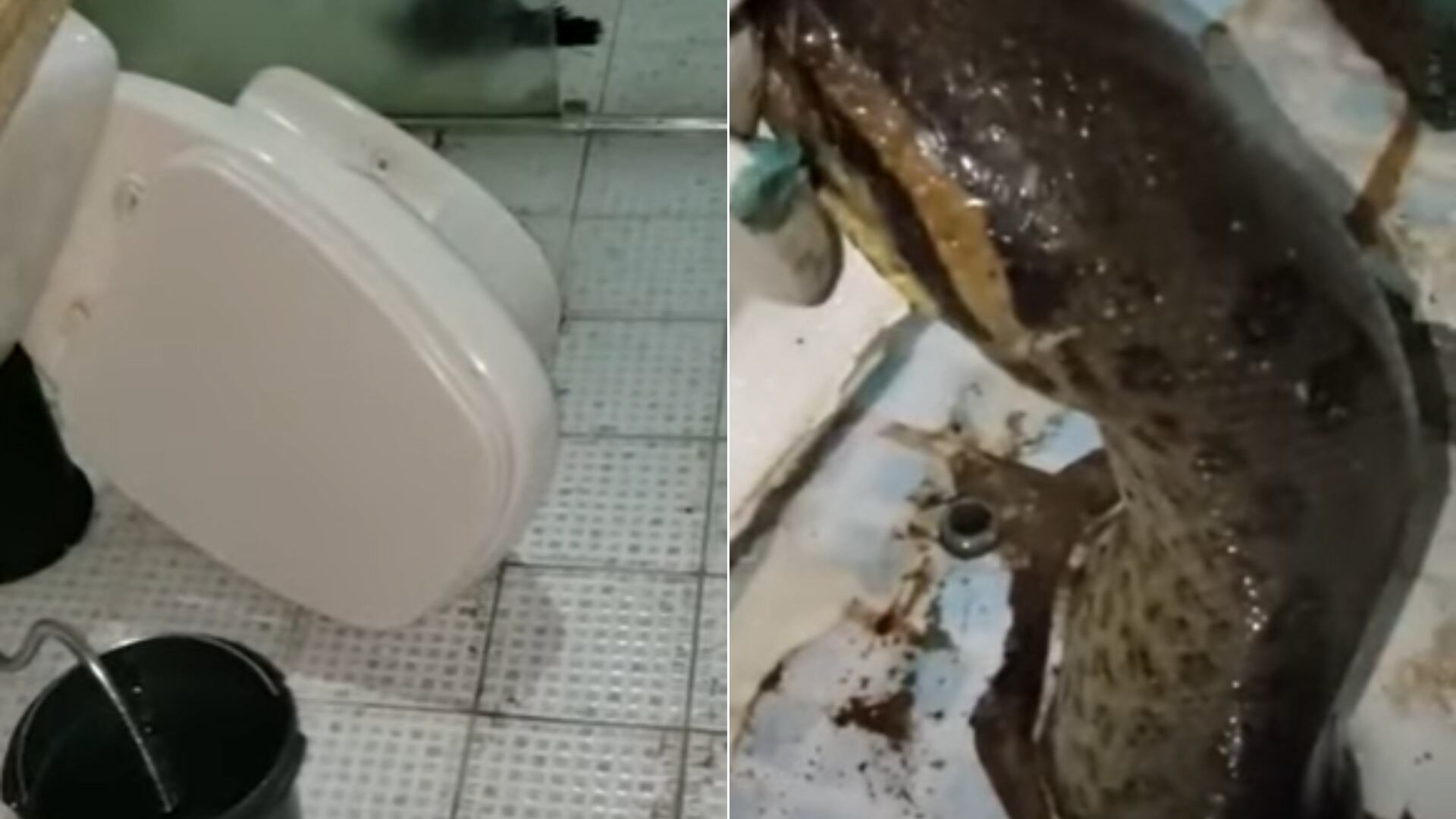 Sucuri dentro do vaso sanitário.