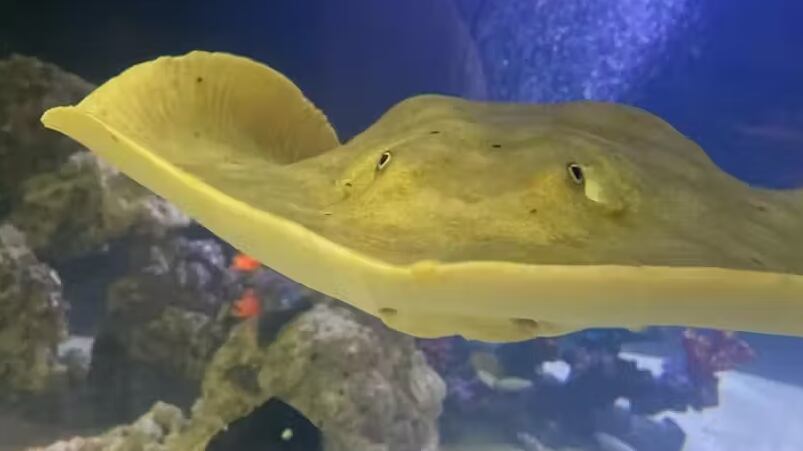 Foto: reprodução/Instagram @teamecco