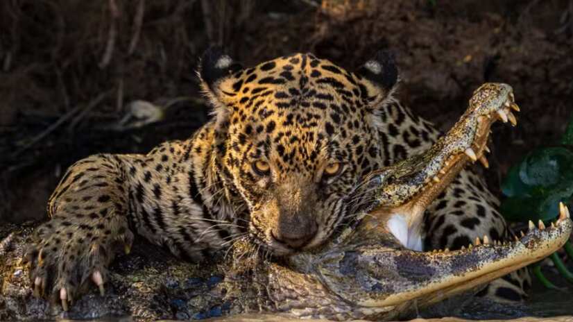 Foto: Ian Ford (Reino Unido)/Sony World Photography Awards 2024