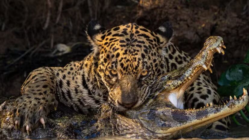 Foto: Ian Ford (Reino Unido)/Sony World Photography Awards 2024