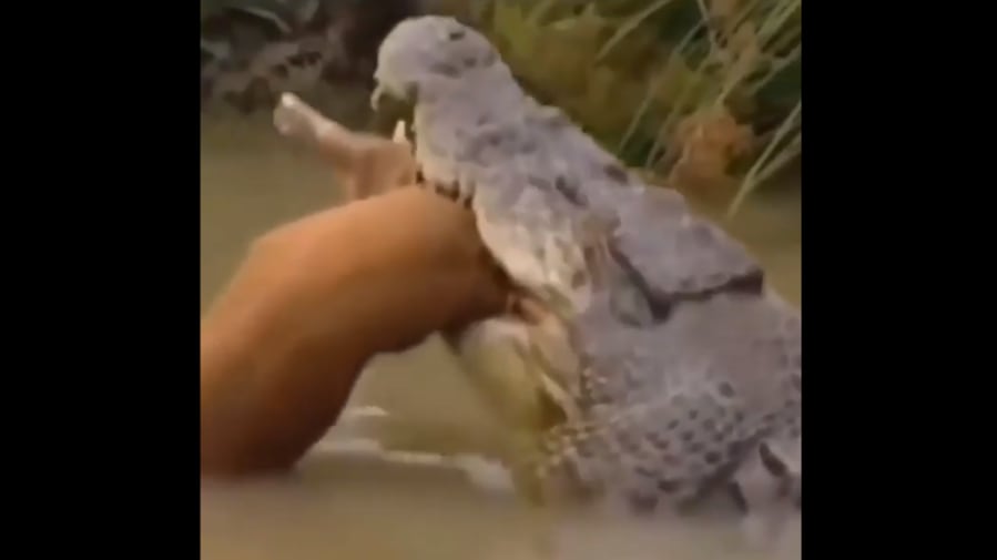 Vídeo mostra força brutal de crocodilo que despedaçou presa com apenas um movimento