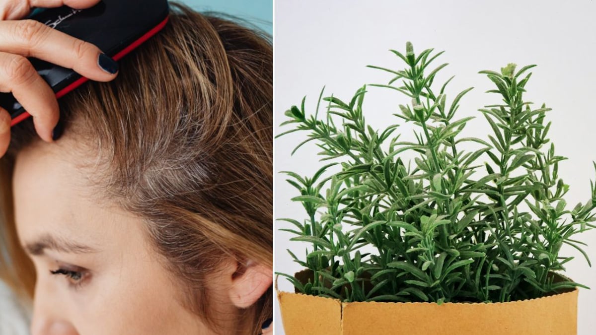 Las canas pueden oscurecerse con ayuda de ingredientes naturales como romero