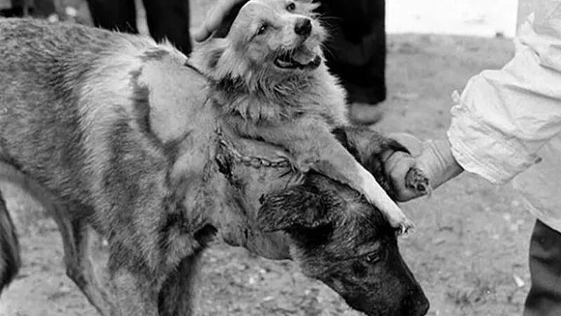 El doctor Vladimir Demikhov para muchos era un loco que creaba engendros. Para la ciencia terminó siendo un hombre clave para los trasplantes.