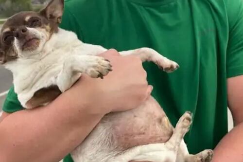 Excesso de fofura: Chihuahua é resgatado ‘gorduchinho’ e agora tenta perder peso