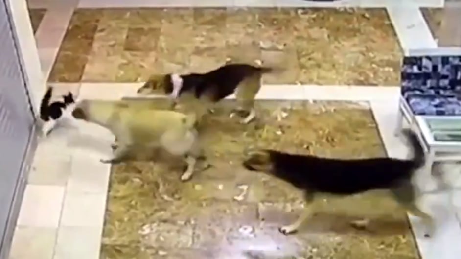 Gata enfrenta e coloca para correr 3 grandes cachorros que queriam atacar seu filhote; assista