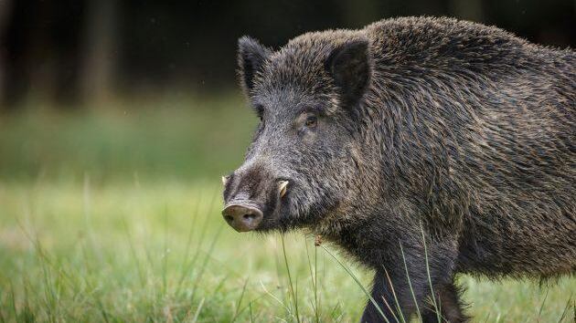 Homem foi baleado e não resistiu