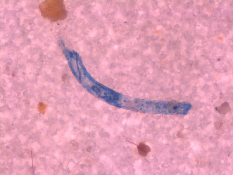 Los principales polímeros de plástico encontrados fueron el tereftalato de polietileno y el acrílico.