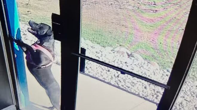 Cadela correu 1,6 km até creche após acidente