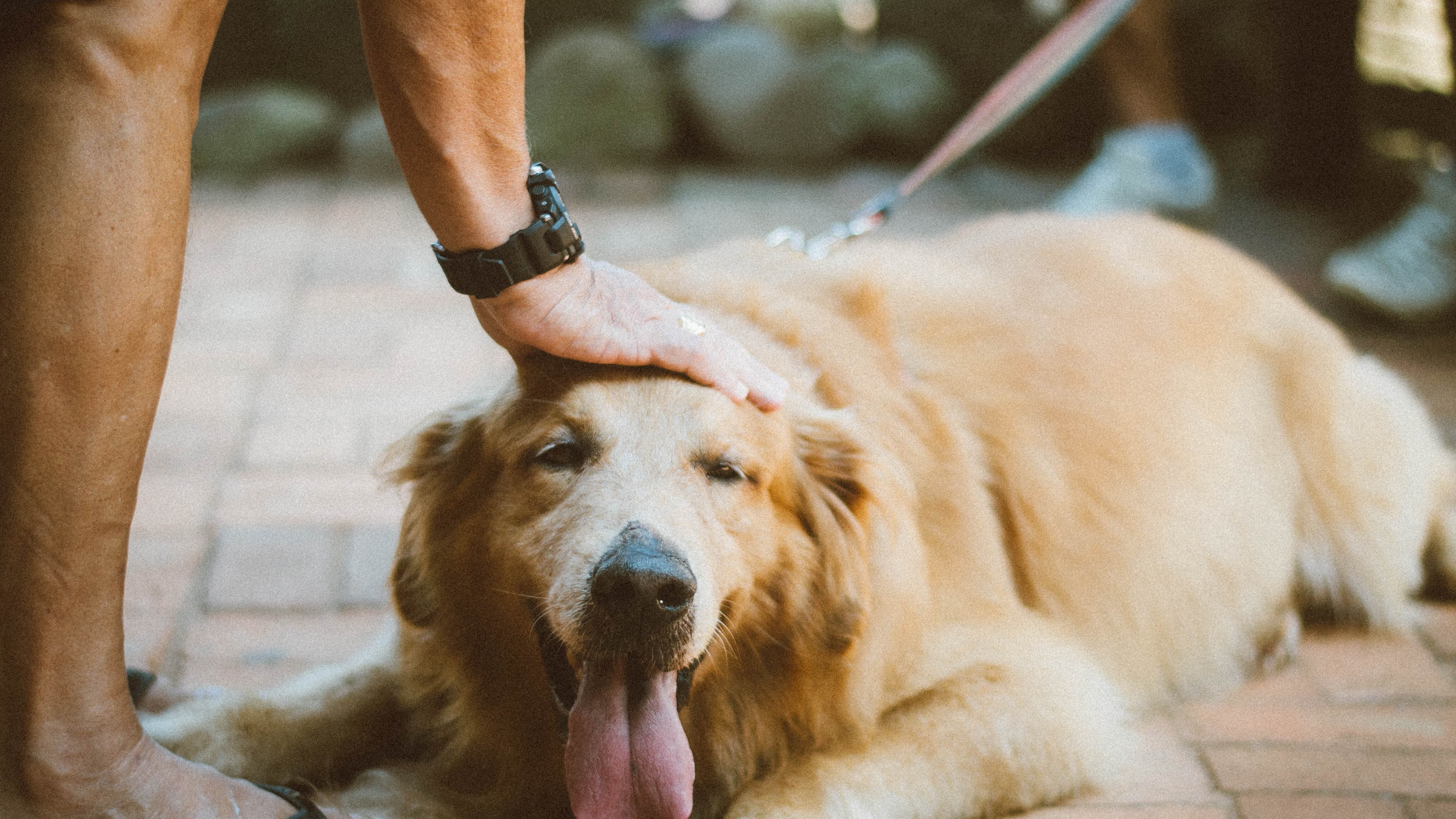 Cão de suporte emocional