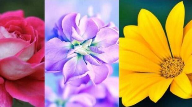 Faça o teste: a flor selecionada relevará a verdade sobre como expressa seus sentimentos