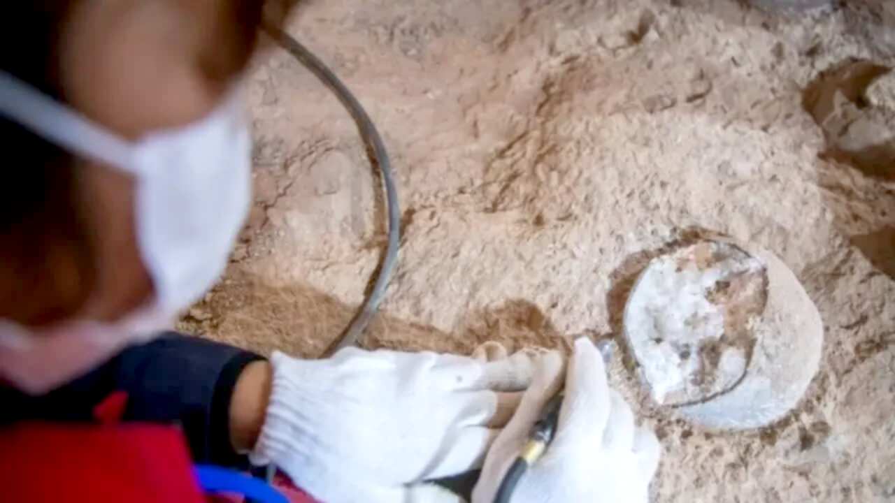 china-huevos-de-dinosaurio-hallados