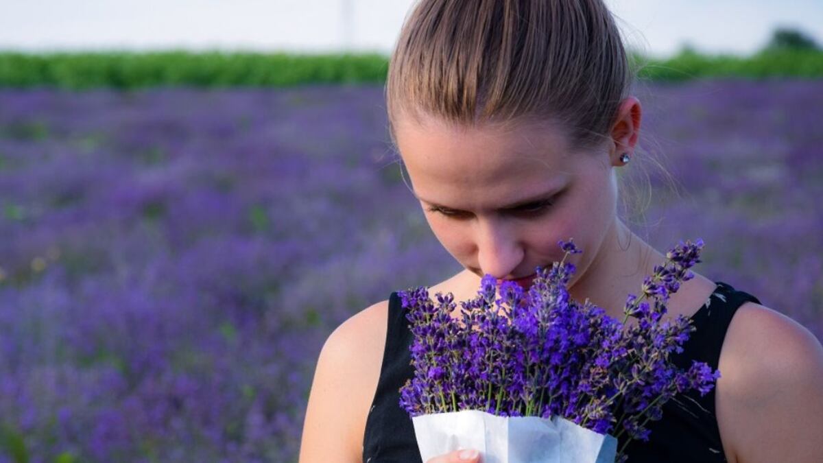 Feng Shui: ¿Dónde colocar la planta de lavanda en la casa para atraer el éxito y las buenas energías?