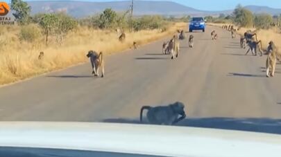 grupo de babuínos bota leopardo para correr
