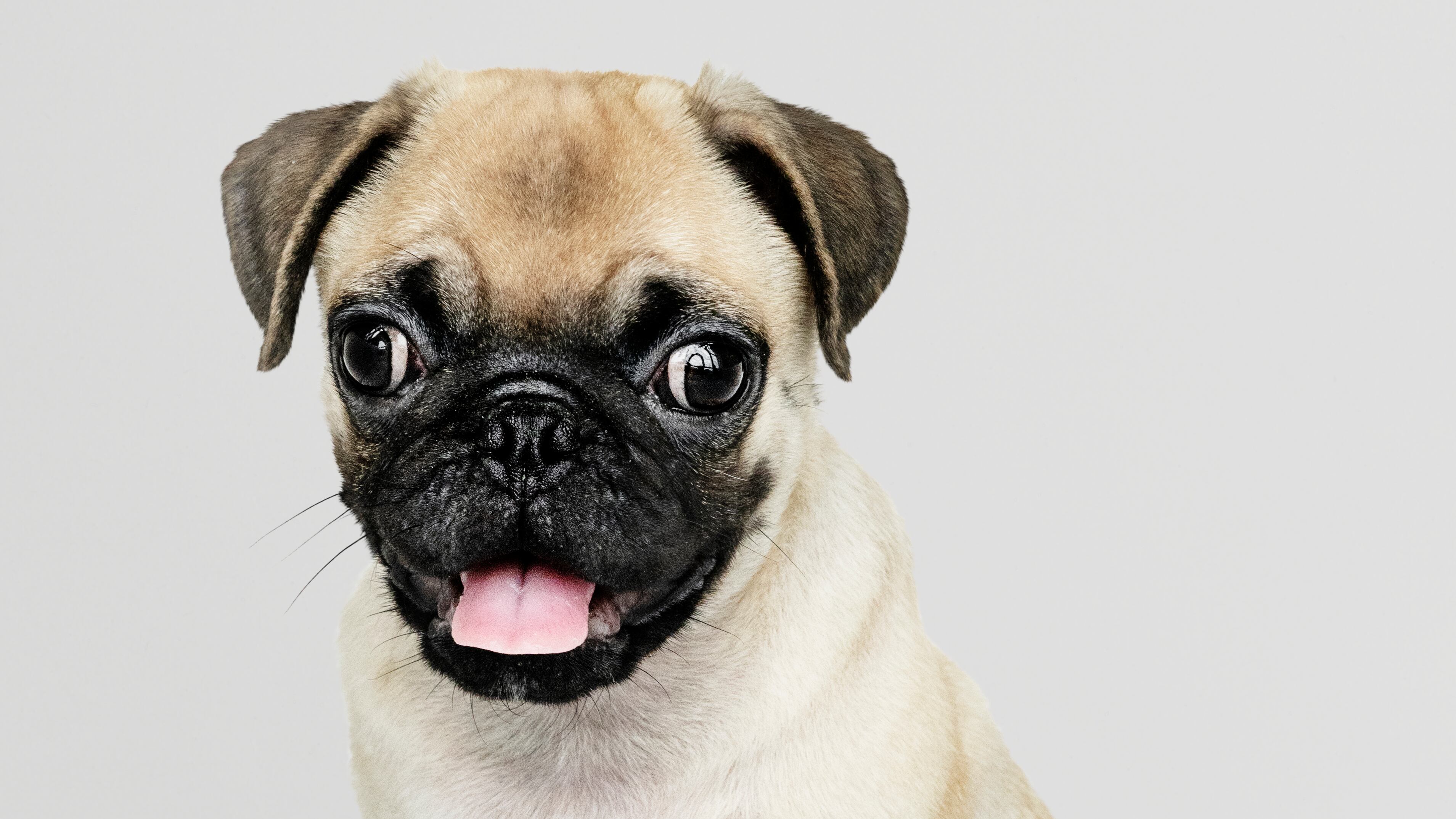 As raças de cães mais feias, porém fofas