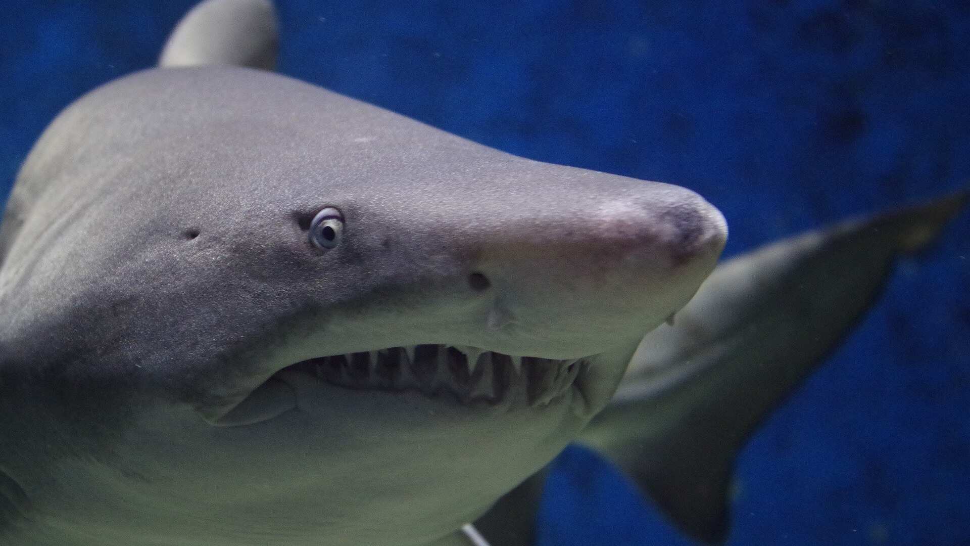 Tubarão é avistado em Ubatuba