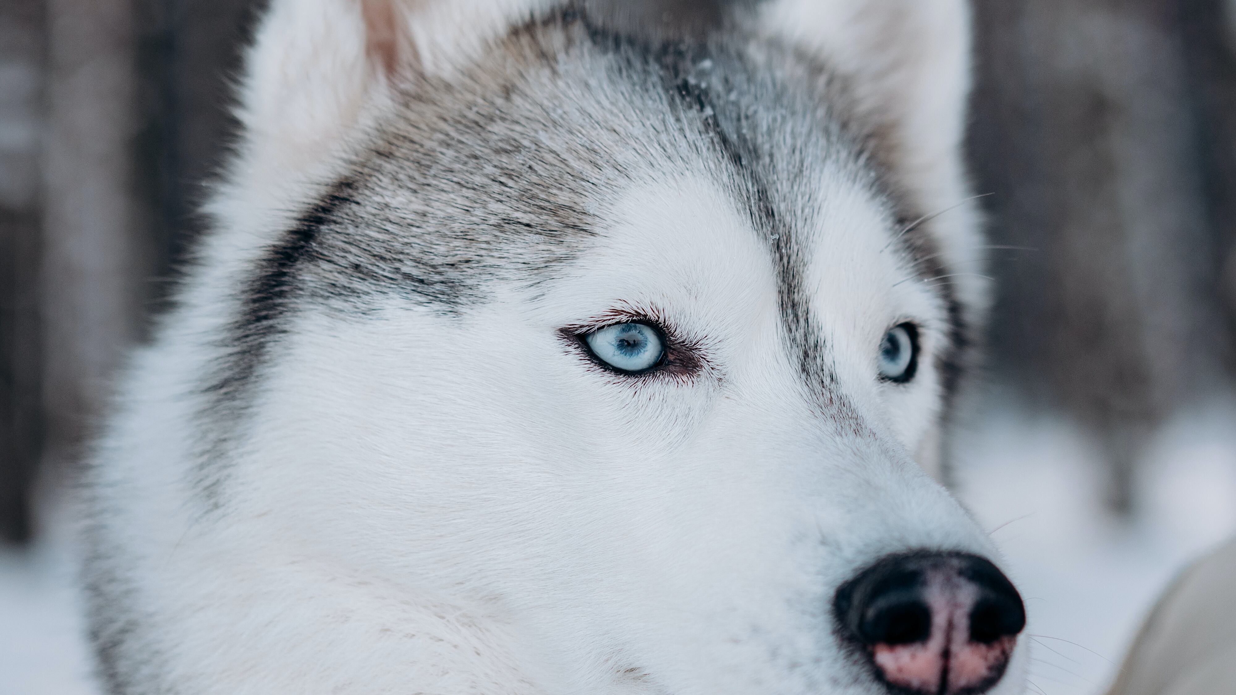 Raça canina que se parece com lobo