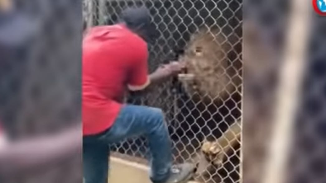 Homem tenta acariciar leão e tem dedo arrancado em zoológico