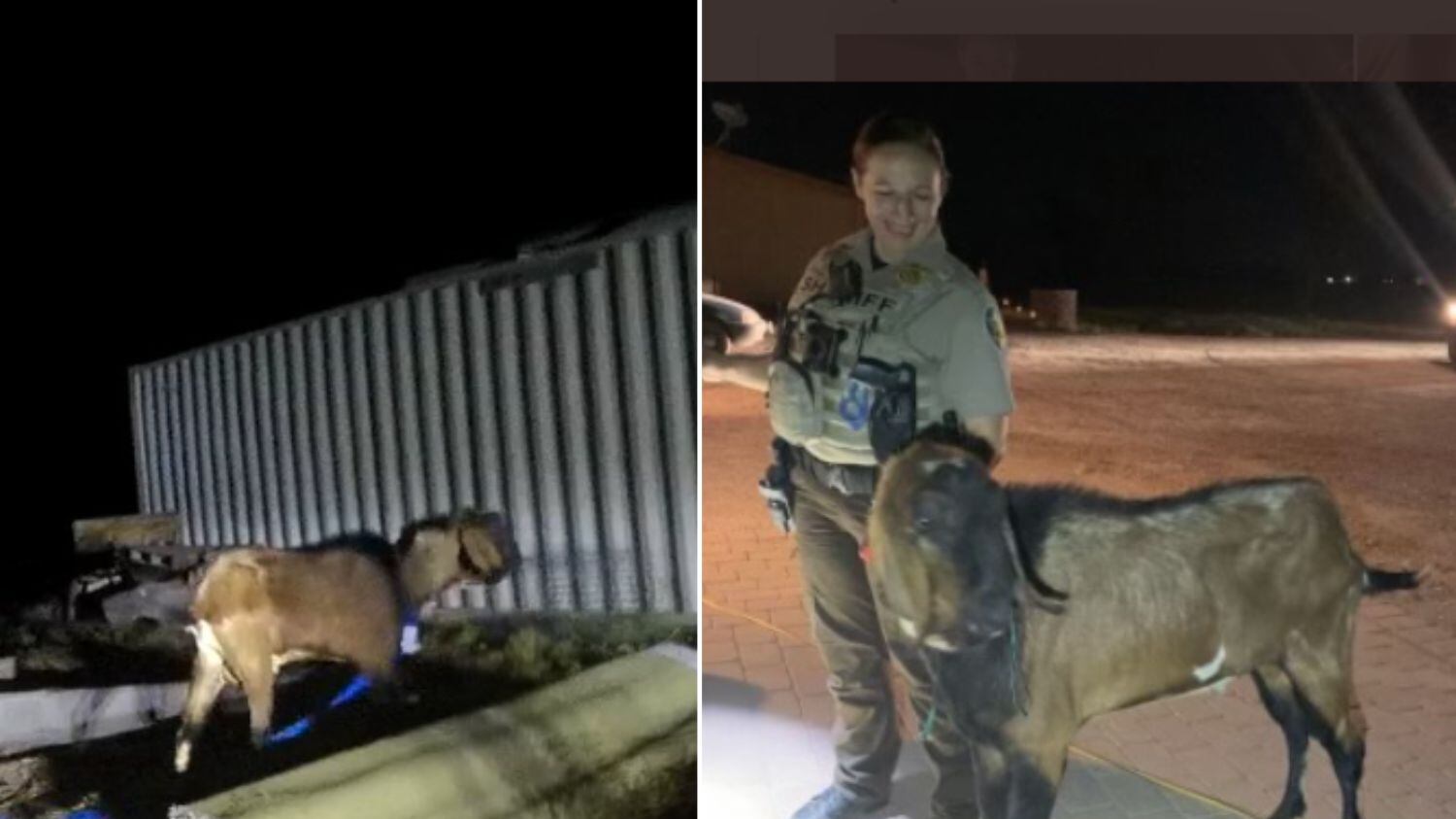 Ele danificou imóveis e perseguiu moradores