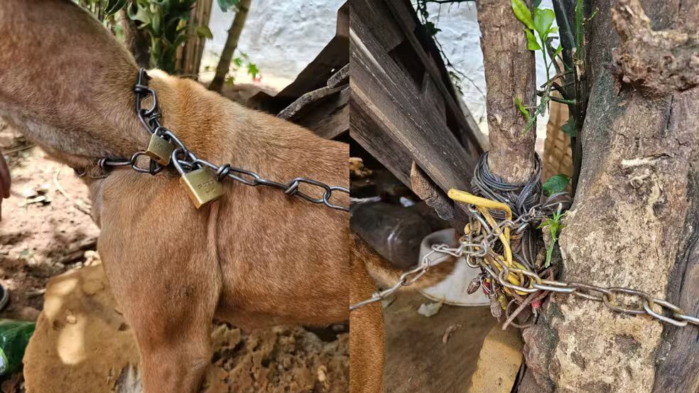 Cachorro é encontrado acorrentado, sem água e comida e tutora é presa em flagrante em Botucatu, SP
