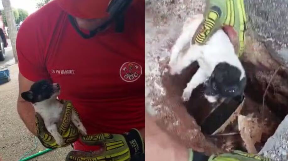 Filhote de cachorro é resgatado após ficar preso em tubulação no interior de SP — Foto: Divulgação/Corpo de Bombeiros