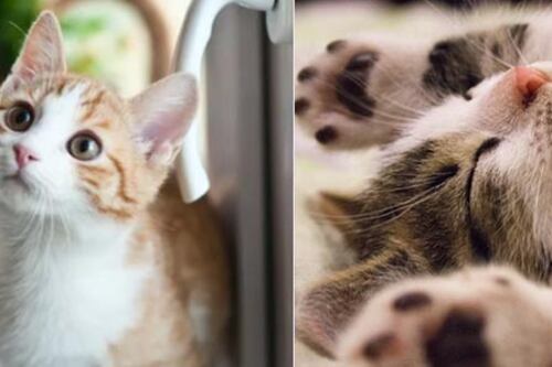 Gatos: o que fazer se o meu gato parar de urinar?