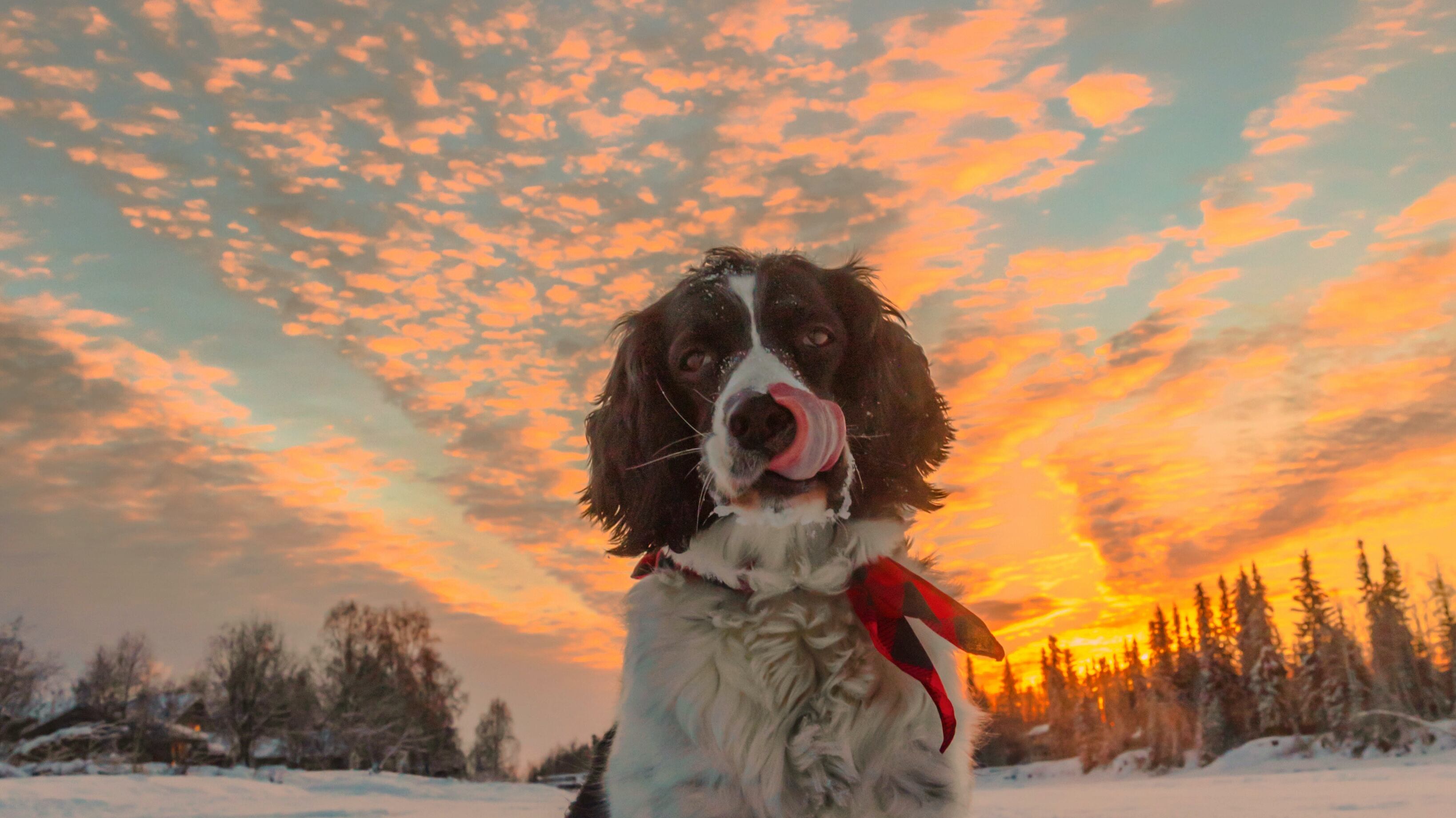 Springer spaniel inglês