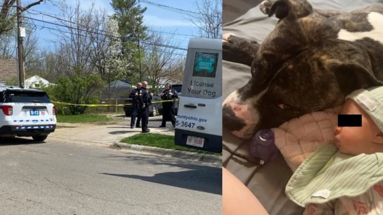 Pitbull da família mata bebê