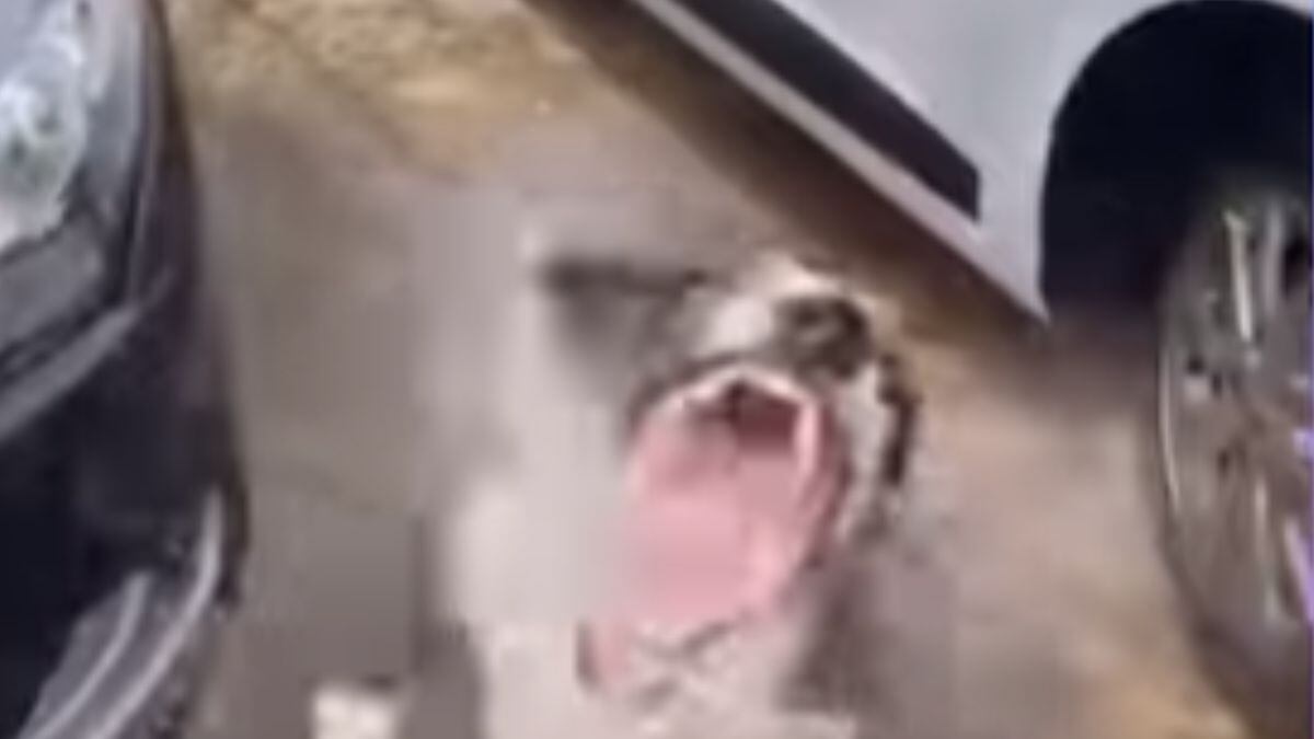 Cachorro que ama água viraliza na web