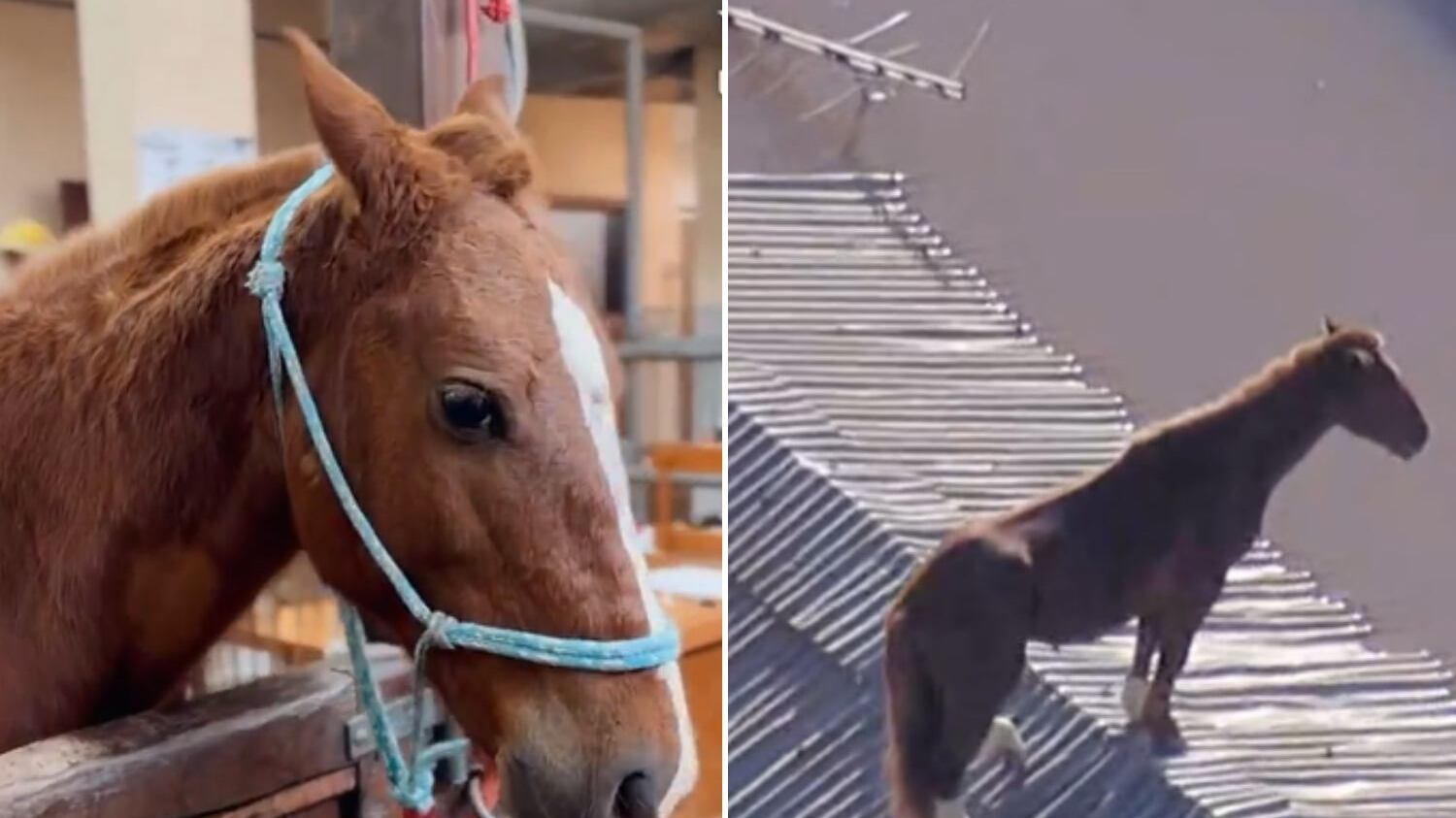 Destino futuro do animal ainda segue incerto