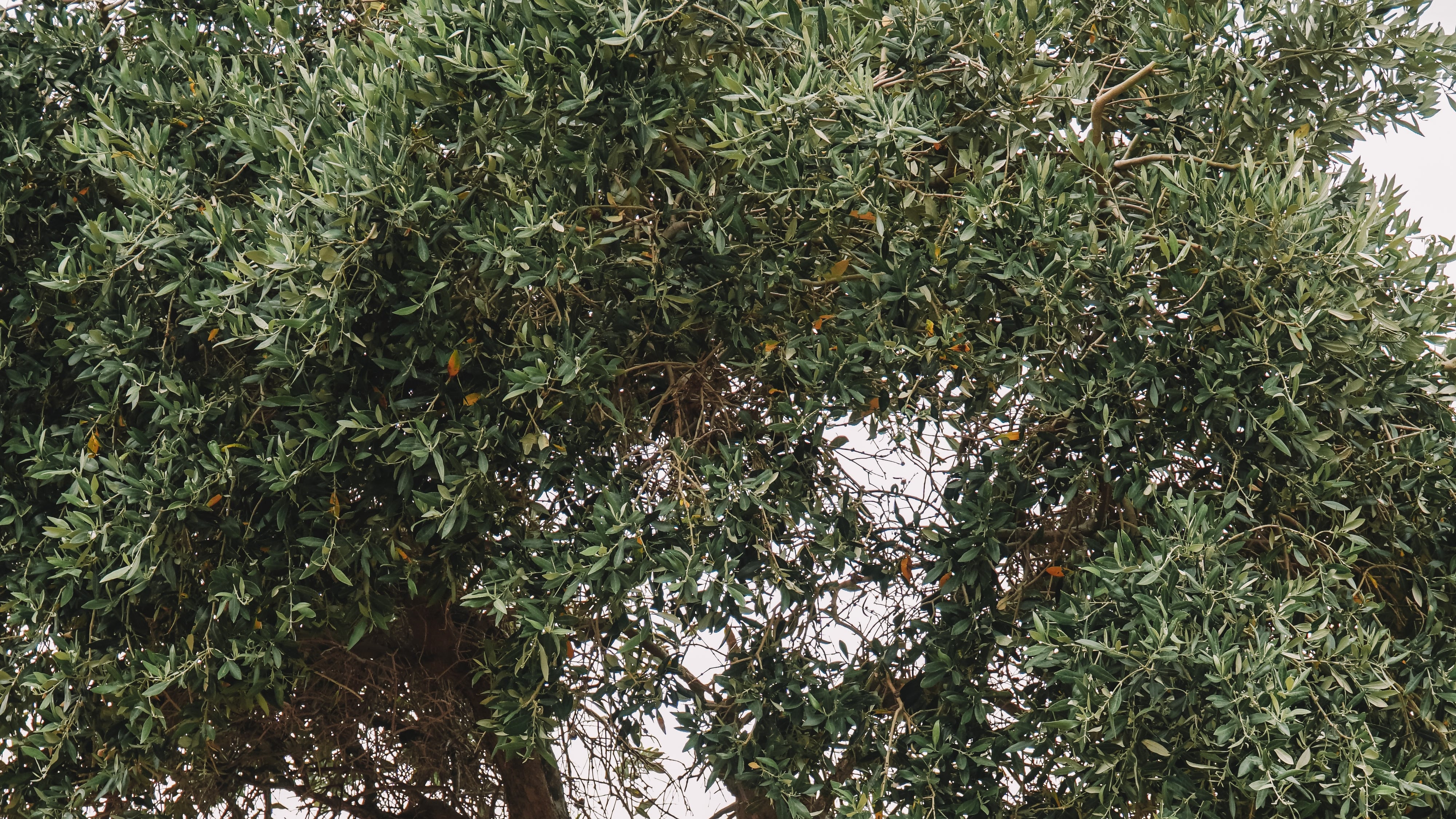 Cabra em cima de árvore